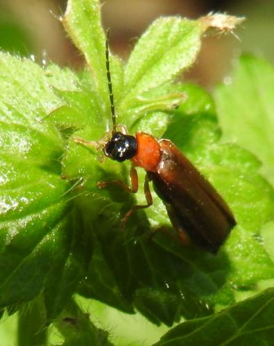 Rhagonycha lutea